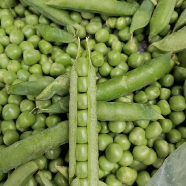 金堂本地玉米豌豆胡豆大量上市