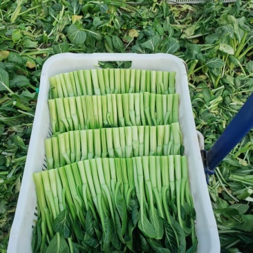新鲜菜心