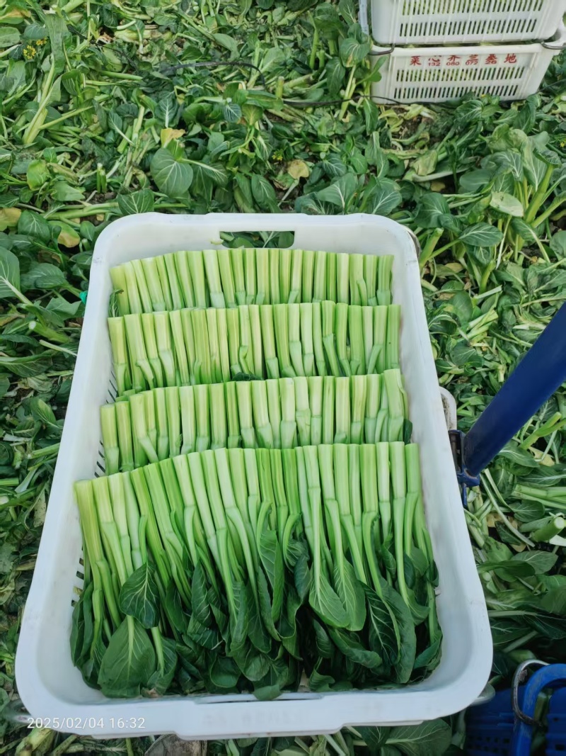新鲜菜心
