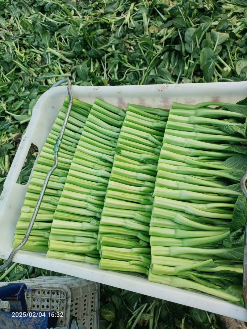 新鲜菜心