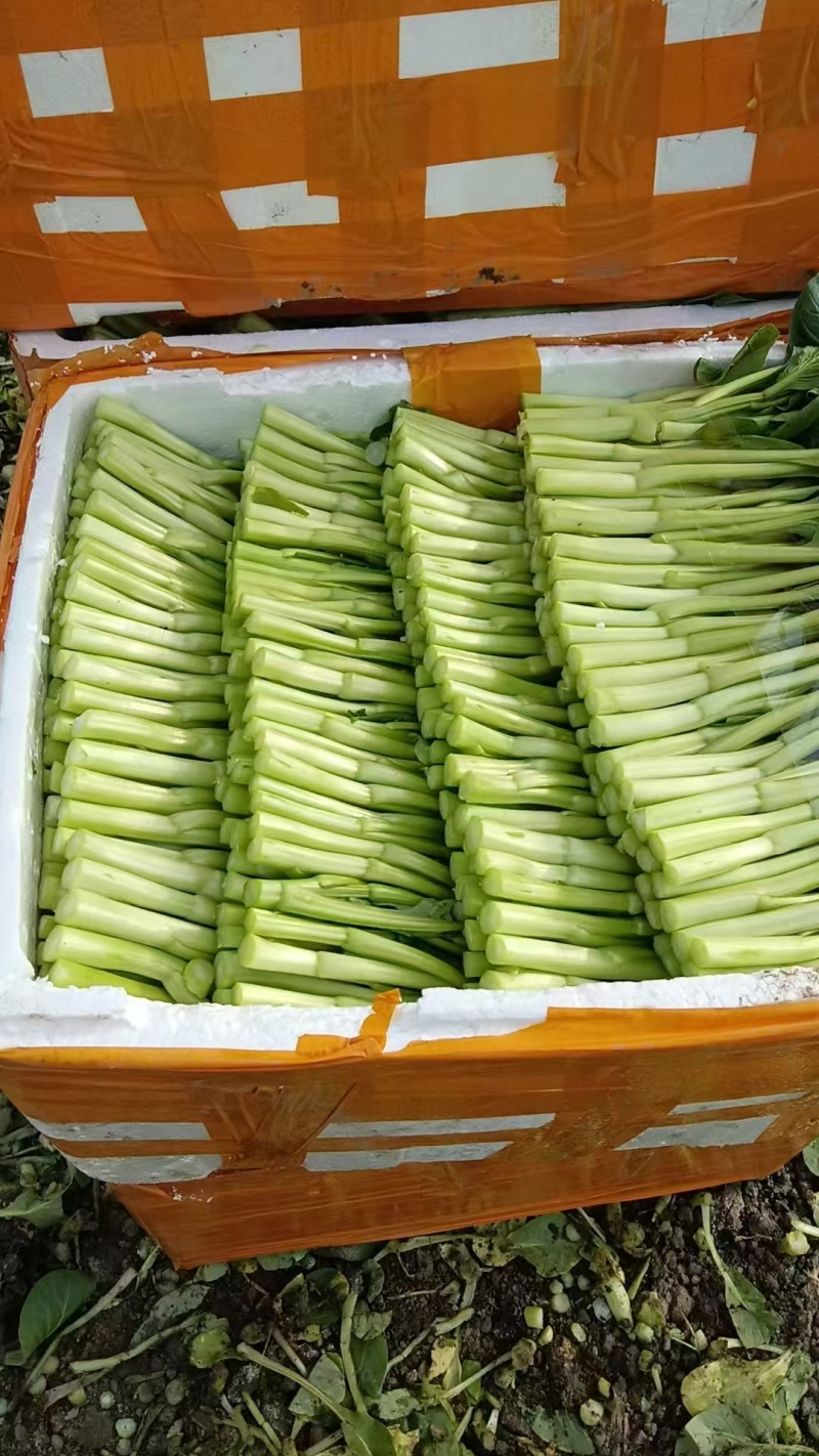 新鲜菜心