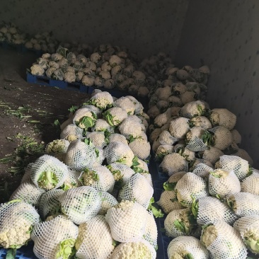散花大量上市