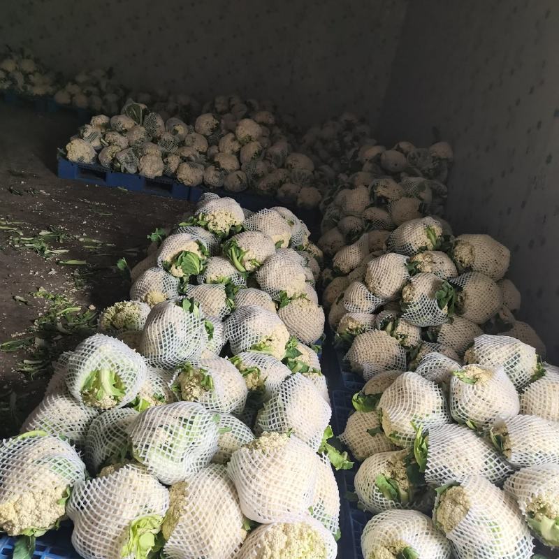 散花大量上市