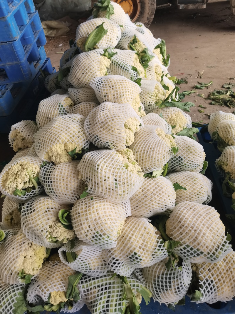 散花大量上市
