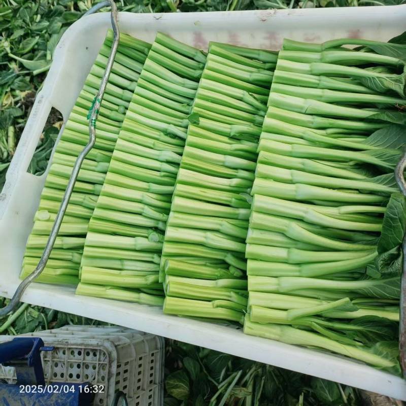 新鲜菜心