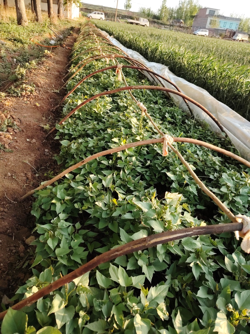 高产红薯品种洛薯十三红薯苗。