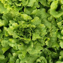 生菜