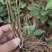 两年苗龄草珊瑚育苗基地