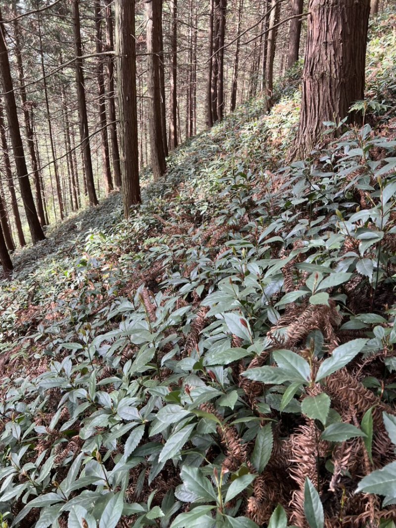 两年苗龄草珊瑚育苗基地