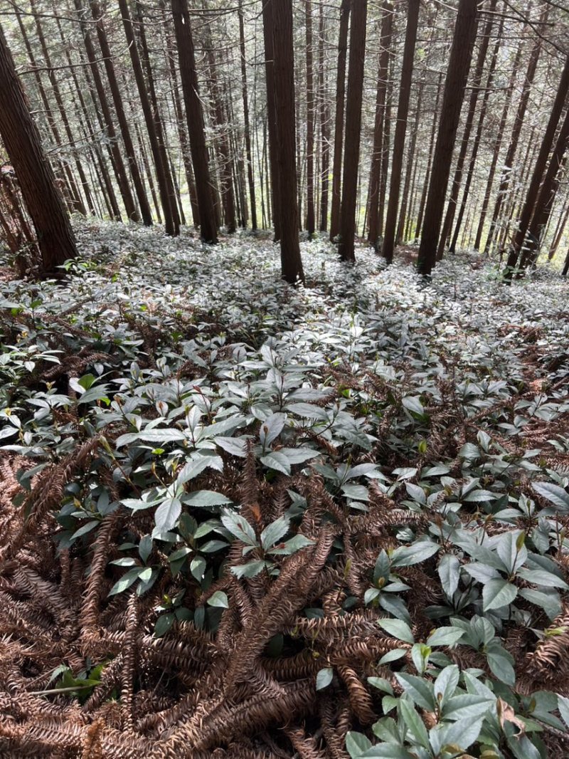 两年苗龄草珊瑚育苗基地