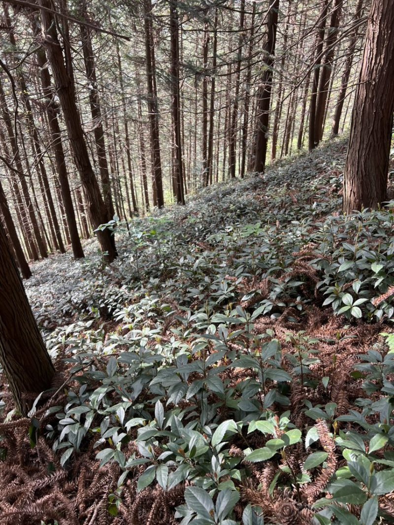 两年苗龄草珊瑚育苗基地
