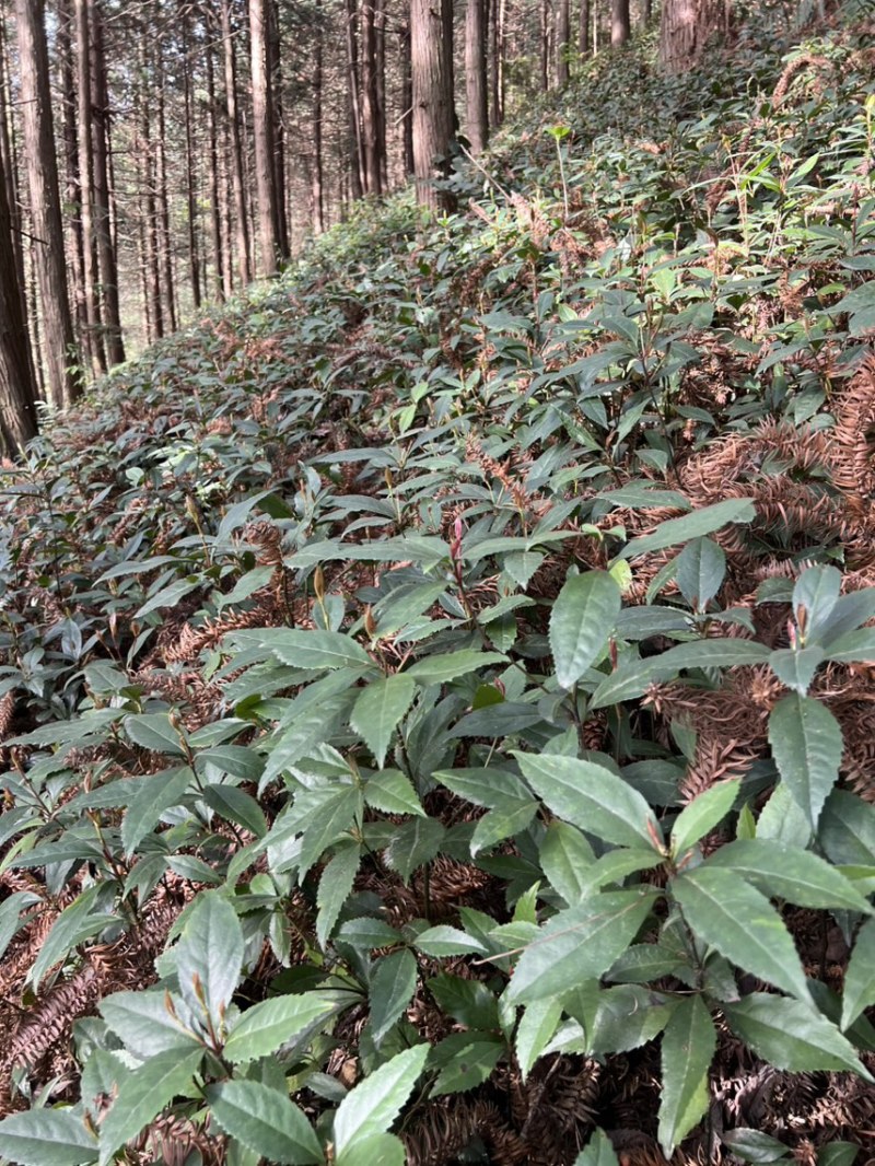 两年苗龄草珊瑚育苗基地