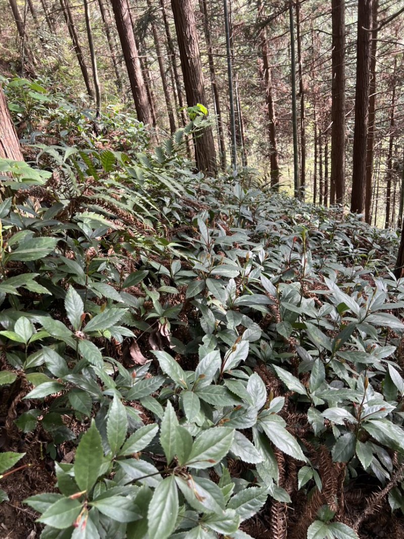 两年苗龄草珊瑚育苗基地