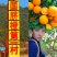 秭归夏橙基地一手货源看园采果坏果包赔电商批发商超出口外贸