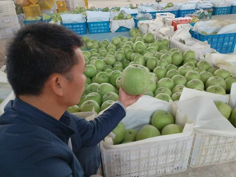 零农残留香芋味小冬瓜炒菜时满屋子的香芋味