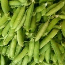2025豌豆角大量有货
