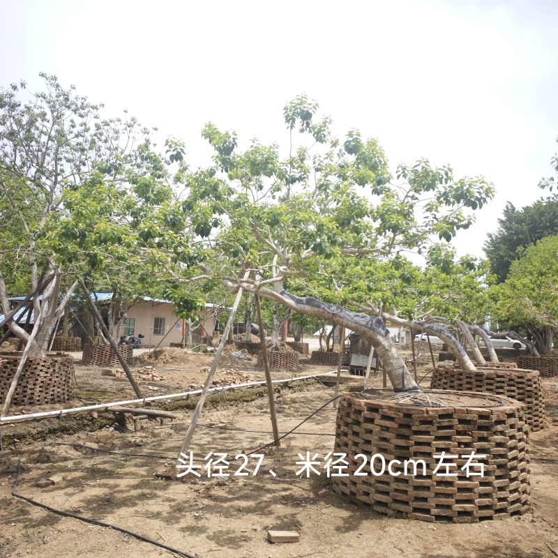 供应特选多杆丛生古桩头弯杆斜飘临水红果冬青
