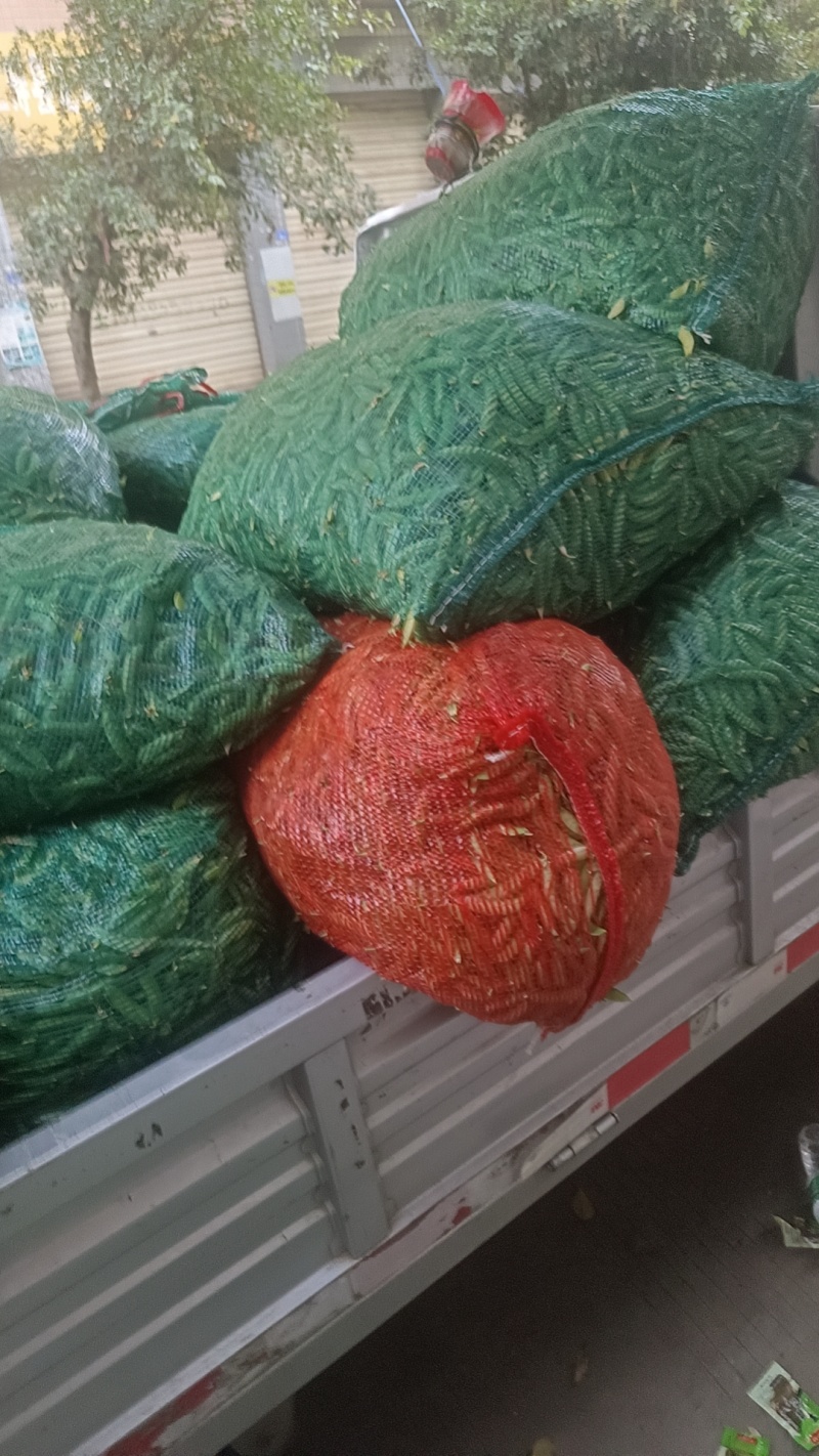 大量出售长寿仁白豌豆，需要的联系