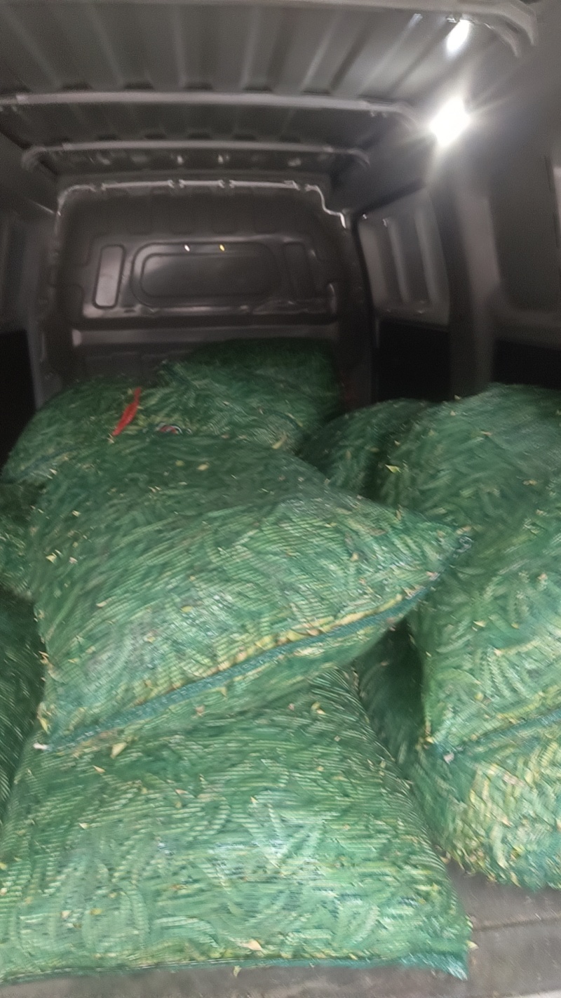 大量出售长寿仁白豌豆，需要的联系