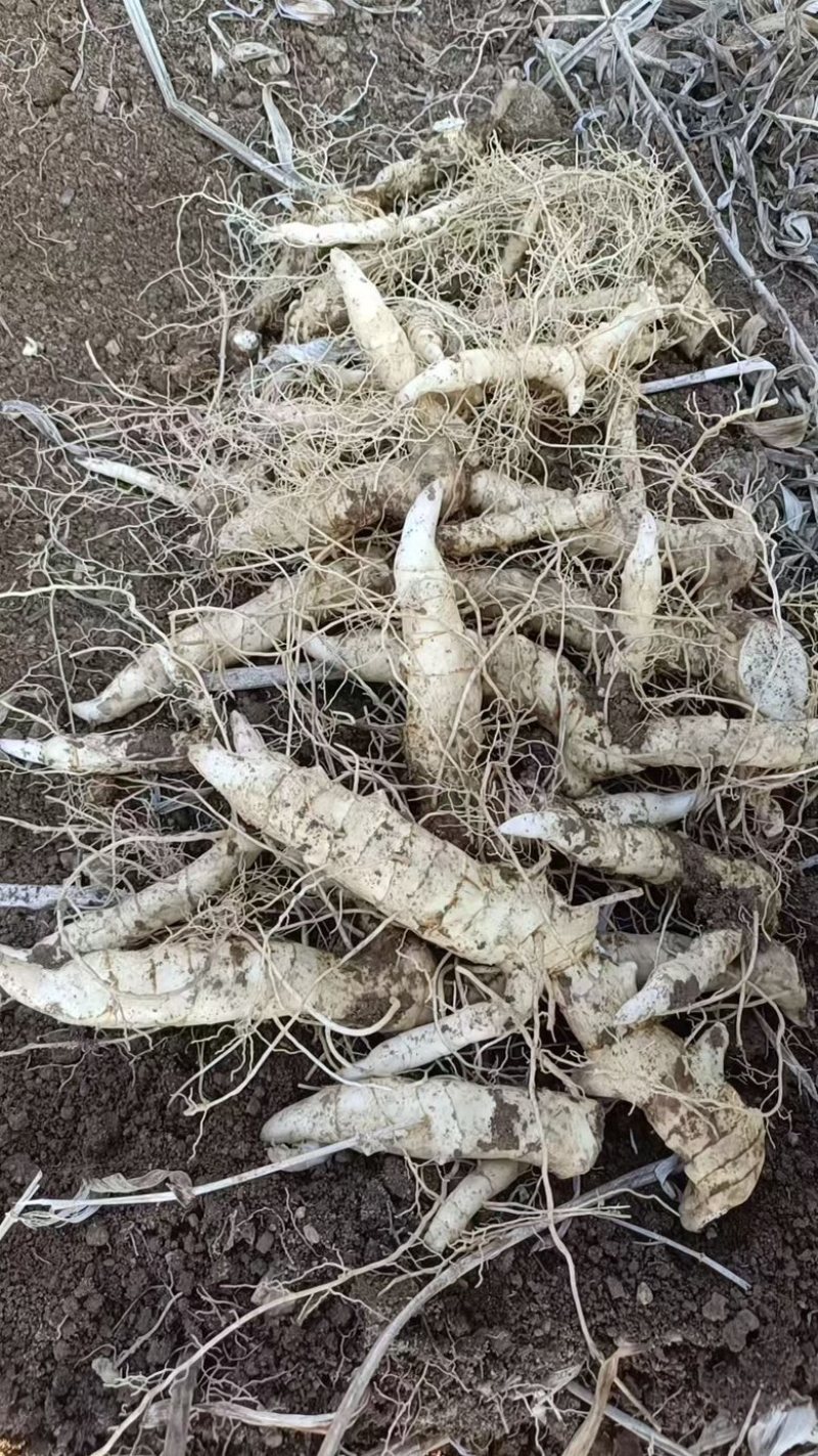 辽宁抚顺鸡头黄精栽子大货基地直供量大价优欢迎来电咨