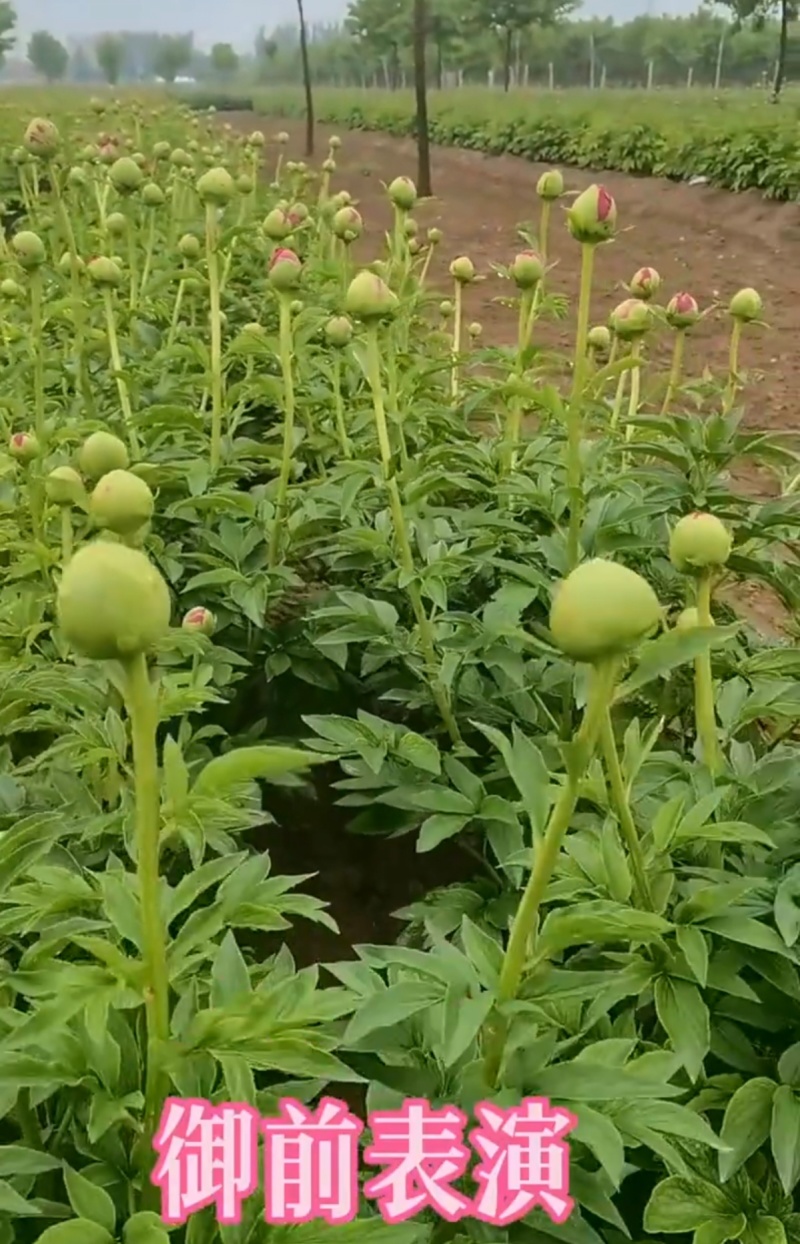 万亩芍药花即将盛开，有要芍药花骨朵的老板联系18一斤