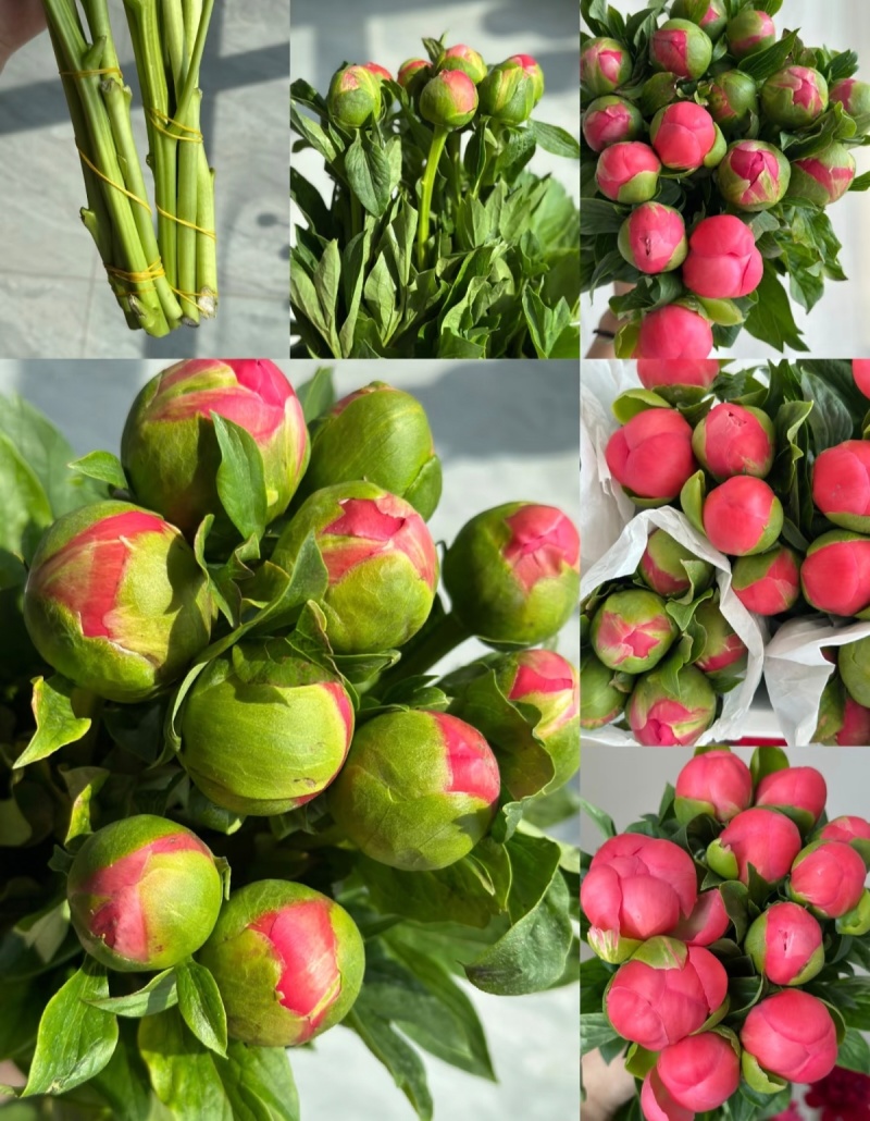 万亩芍药花即将盛开，有要芍药花骨朵的老板联系18一斤