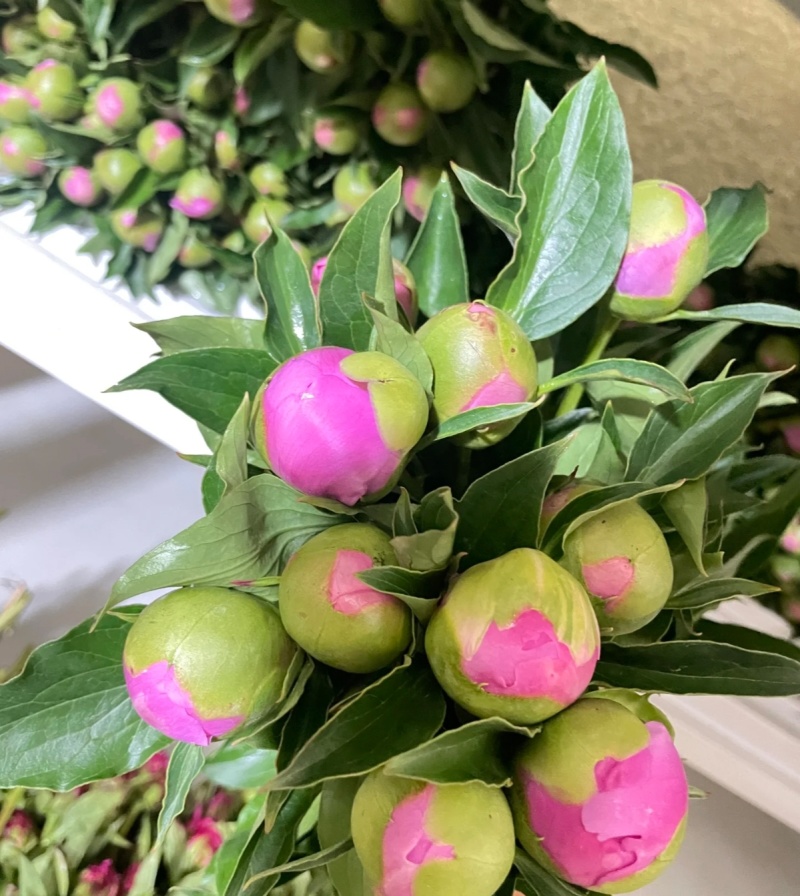 万亩芍药花即将盛开，有要芍药花骨朵的老板联系18一斤