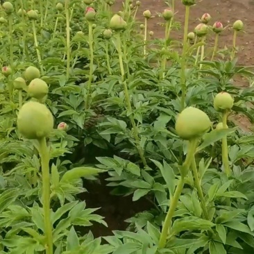 万亩芍药花即将盛开，有要芍药花骨朵的老板联系18一斤