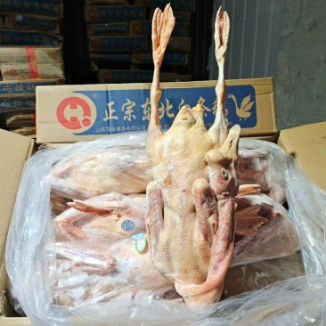 老鹅