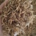 【龙胆草】东北龙胆草无硫成品干货干净无杂质