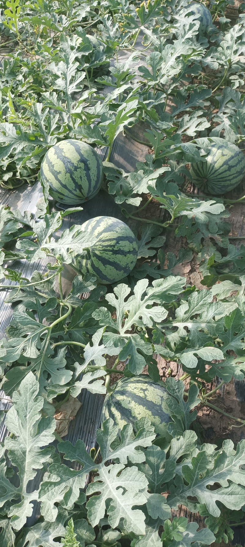 美都西瓜基地，早熟，产地直发
