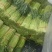 蒜苔