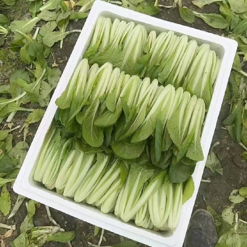 四川小白菜/大棚小白菜/新鲜采摘/货量充足/欢迎来电咨询