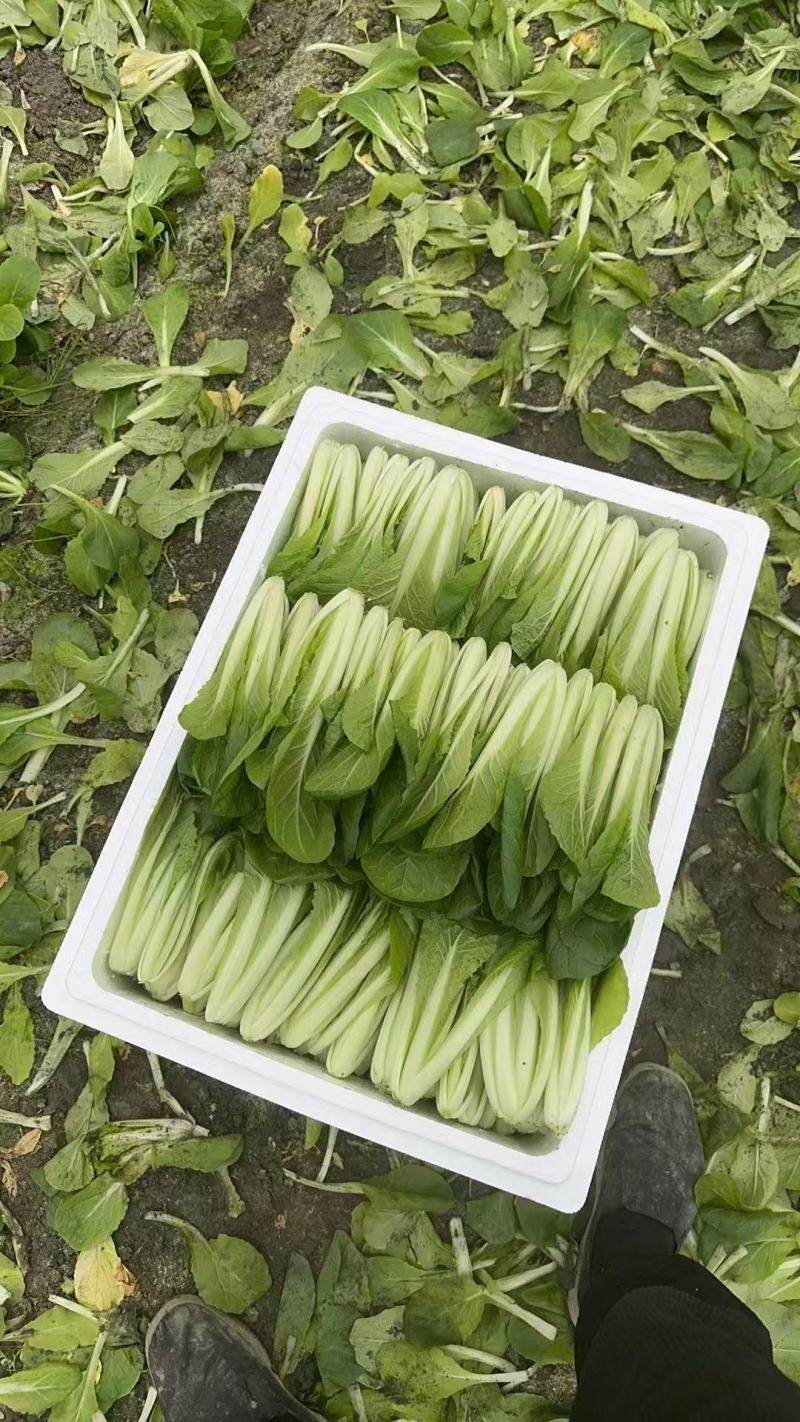 四川小白菜/大棚小白菜/新鲜采摘/货量充足/欢迎来电咨询