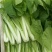 四川小白菜/大棚小白菜/新鲜采摘/货量充足/欢迎来电咨询