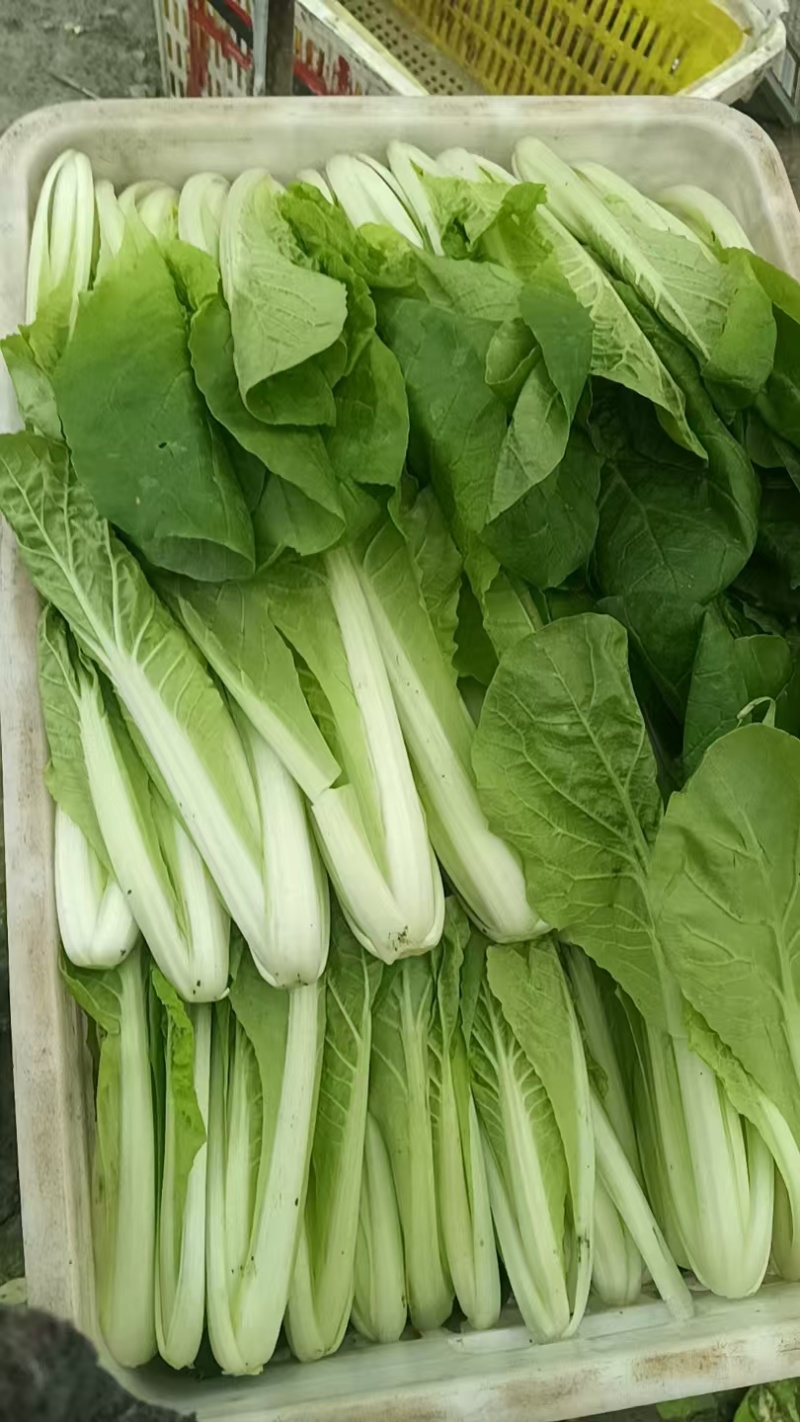 四川小白菜/大棚小白菜/新鲜采摘/货量充足/欢迎来电咨询