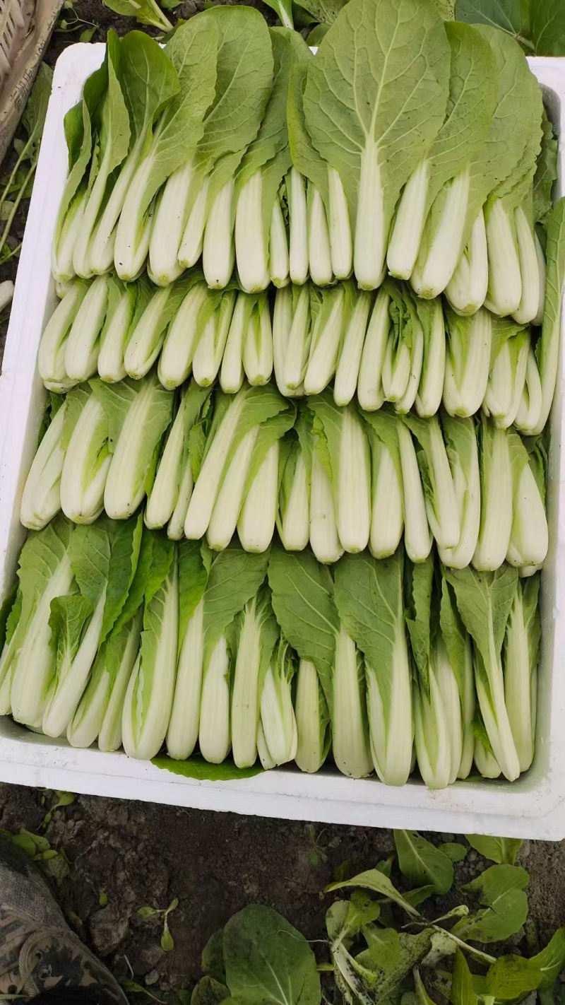 四川小白菜/大棚小白菜/新鲜采摘/货量充足/欢迎来电咨询