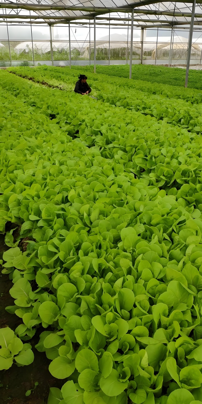 四川小白菜/大棚小白菜/新鲜采摘/货量充足/欢迎来电咨询