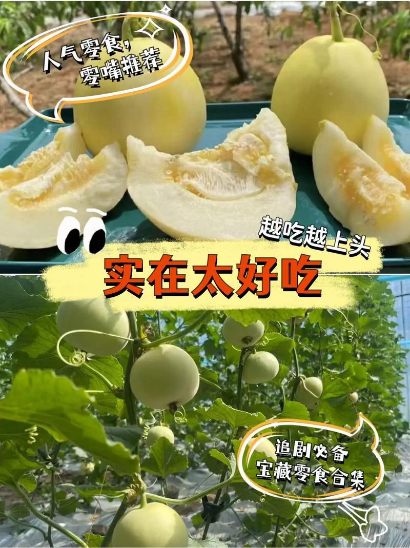 星甜甜瓜！对接电商、多多买菜、市场、商超、一件代发