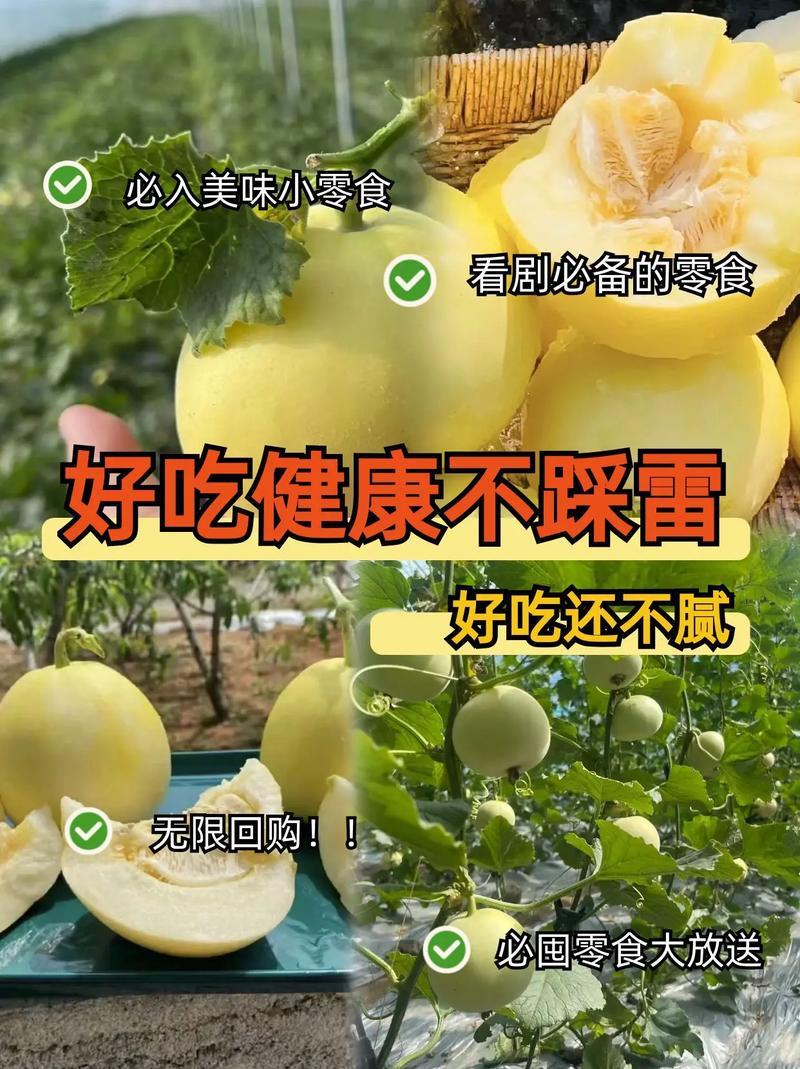 星甜甜瓜！对接电商、多多买菜、市场、商超、一件代发