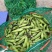四川大白胡豆大量上市现摘现发，今天是4月20号价格0.6