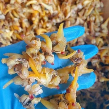 全年发丹东黄蚬子干一箱20可打小包装发货物流团购