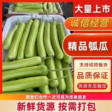 「实力供货」四川精品瓠瓜，蒲瓜，胡子瓜，产地直发。