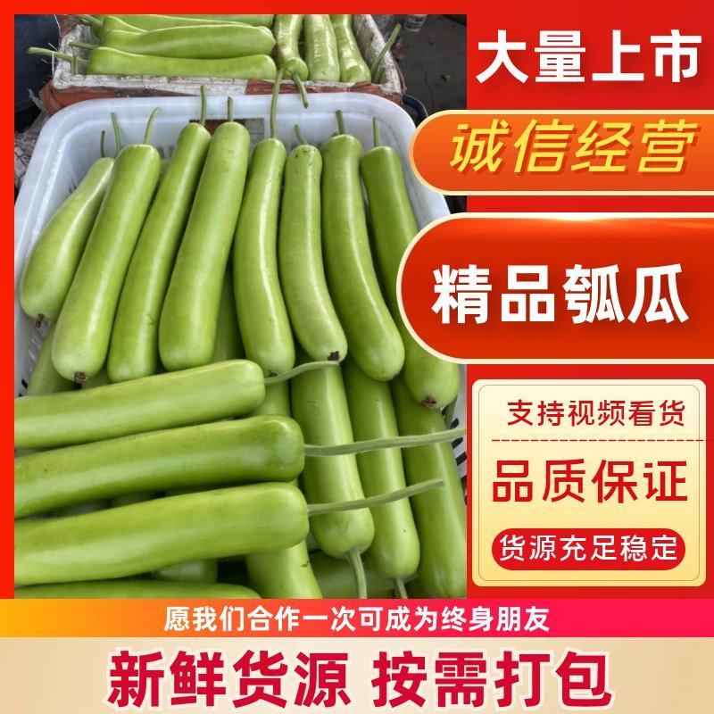 「实力供货」四川精品瓠瓜，蒲瓜，胡子瓜，产地直发。