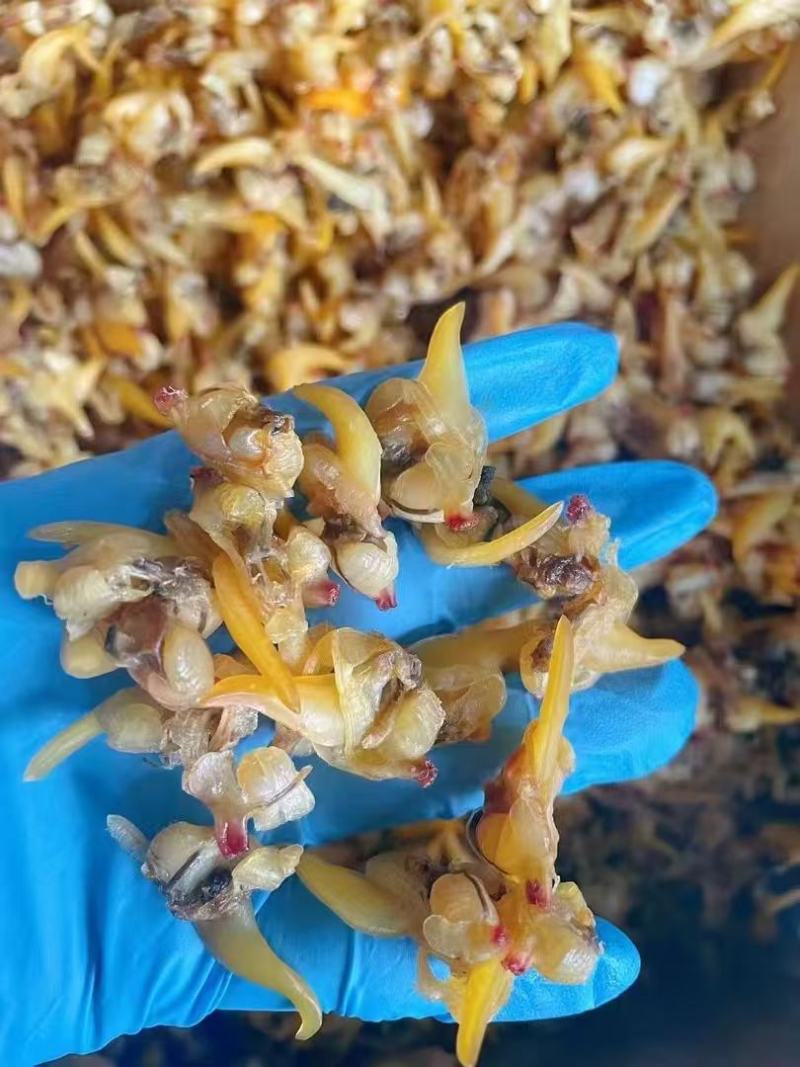 全年发丹东黄蚬子干一箱20可打小包装发货物流团购