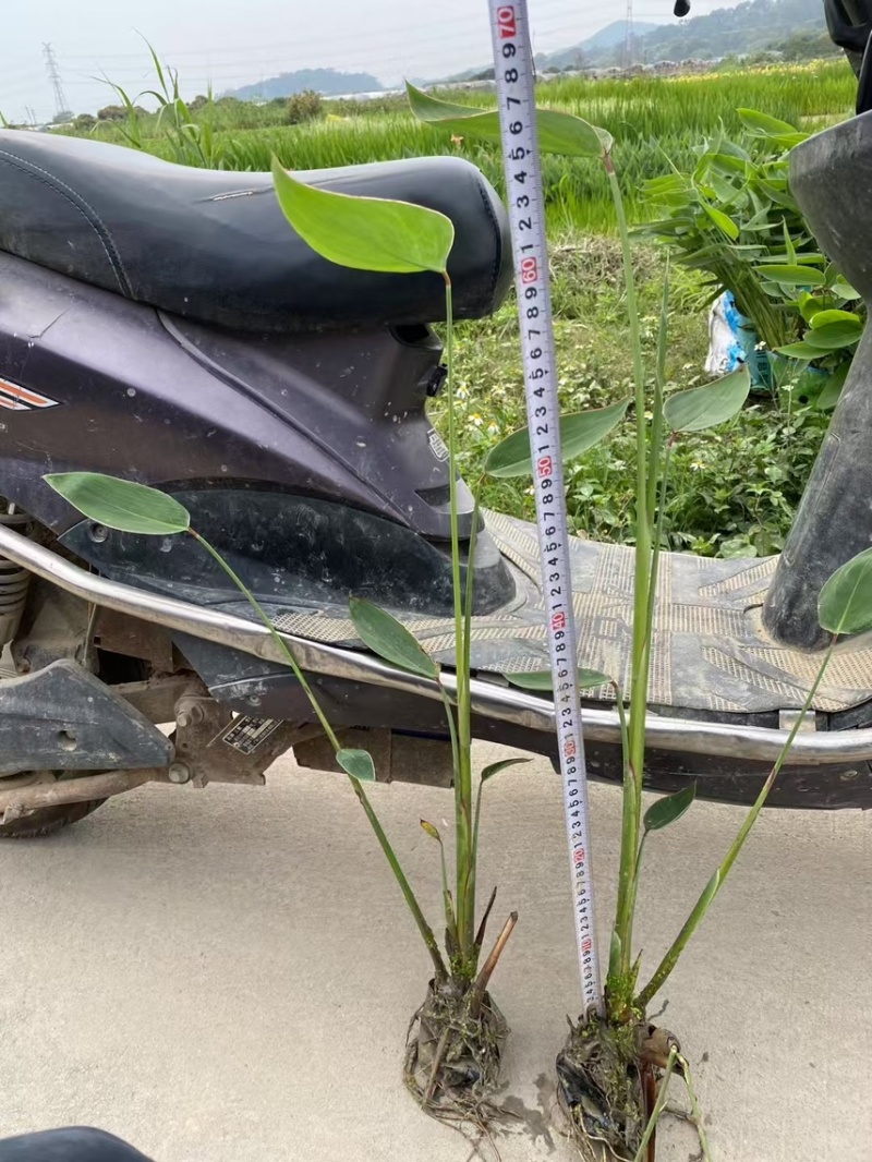 广东百草园基地再力花美人蕉千屈菜翠卢莉