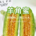 头茬羊角蜜鲜嫩爽口满口汁水现摘现发入口脆甜