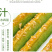 头茬羊角蜜鲜嫩爽口满口汁水现摘现发入口脆甜