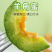 头茬羊角蜜鲜嫩爽口满口汁水现摘现发入口脆甜