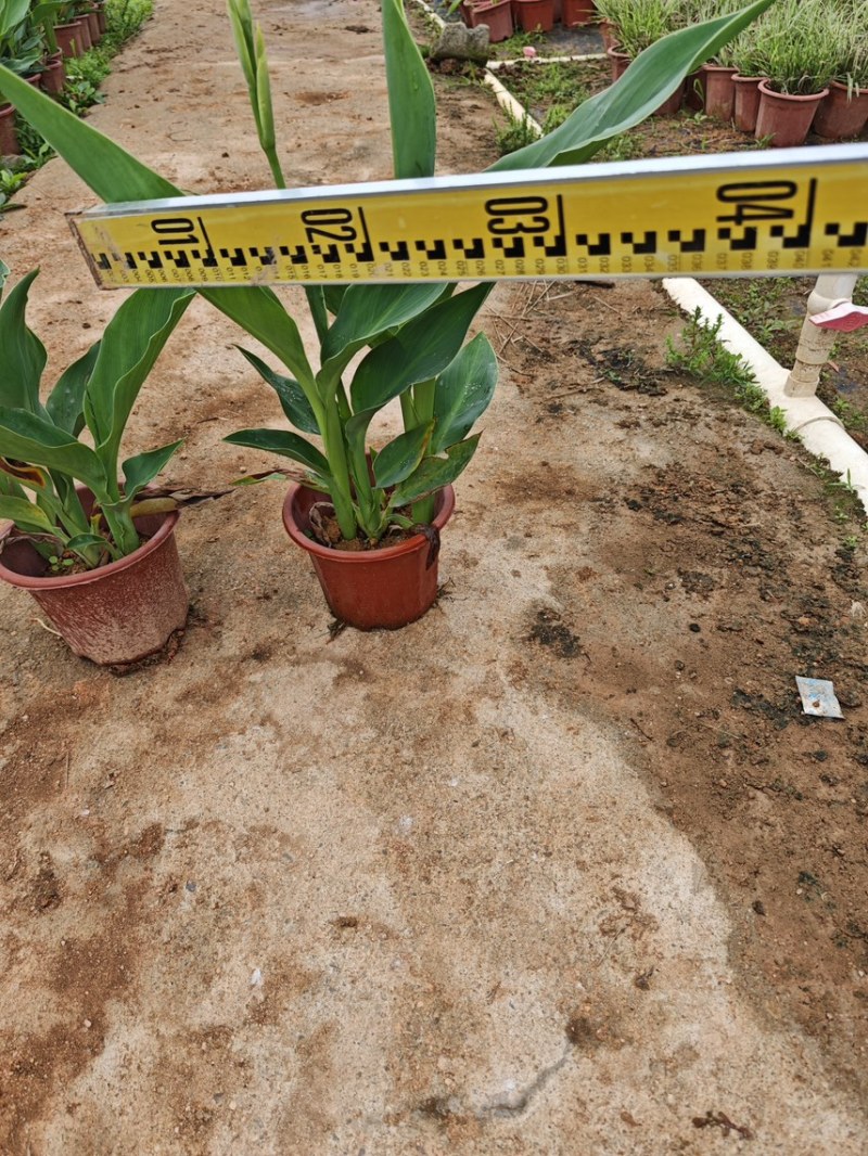 广东基地大量供应水生美人蕉盆苗、袋苗，地苗